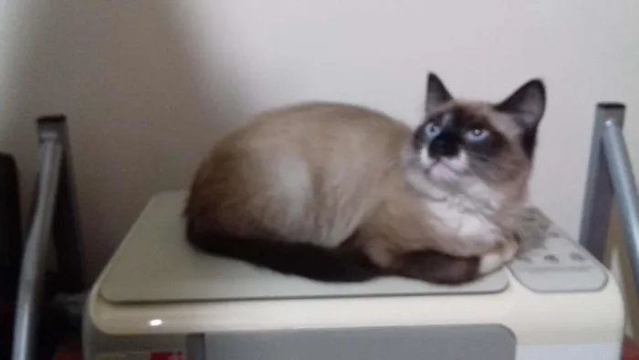 Gato ra a Siamês idade 2 a 6 meses nome Sandy