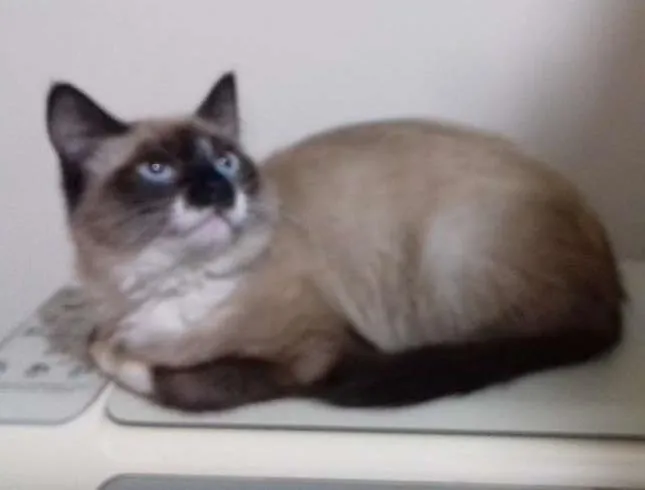 Gato ra a Siamês idade 2 a 6 meses nome Sandy