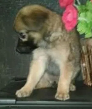 Cachorro raça srd idade Abaixo de 2 meses nome dinda