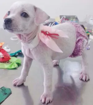 Cachorro raça SRD idade Abaixo de 2 meses nome BRANQUINHA