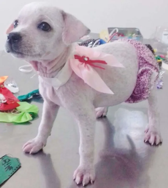 Cachorro ra a SRD idade Abaixo de 2 meses nome BRANQUINHA