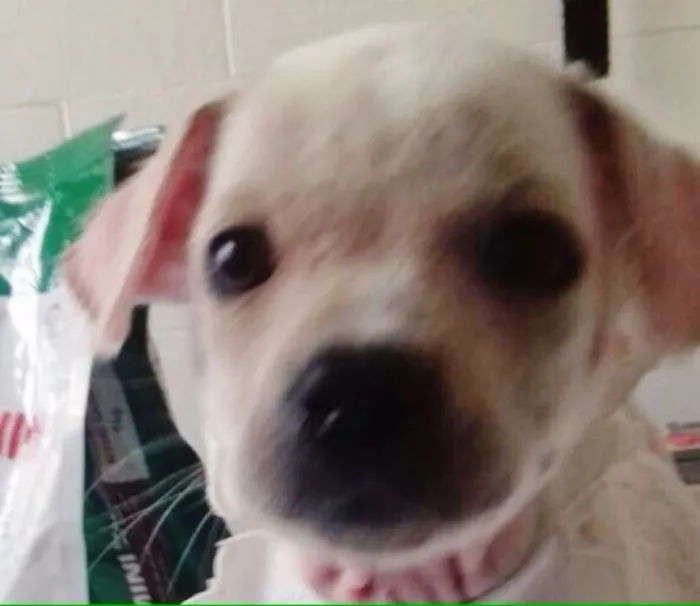 Cachorro ra a SRD idade Abaixo de 2 meses nome BRANQUINHA