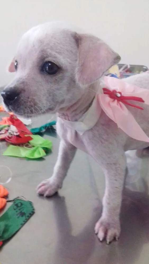 Cachorro ra a SRD idade Abaixo de 2 meses nome BRANQUINHA