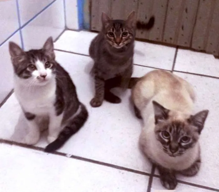 Gato ra a  idade 2 a 6 meses nome Borrachuvas e filhos