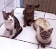 Borrachuvas e filhos