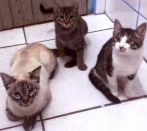Gato raça  idade 2 a 6 meses nome Borrachuvas e filhos