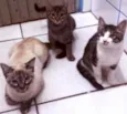 Borrachuvas e filhos
