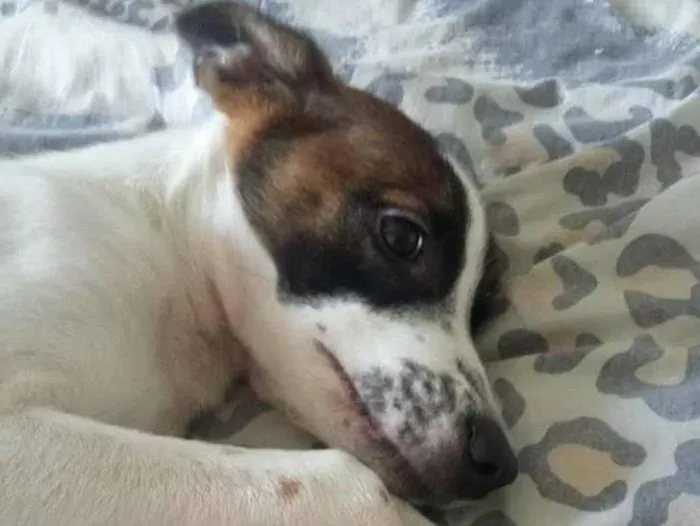 Cachorro ra a SRD idade 2 a 6 meses nome Lully