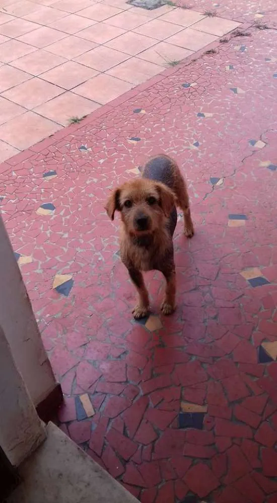 Cachorro ra a SRD idade 6 ou mais anos nome Happy