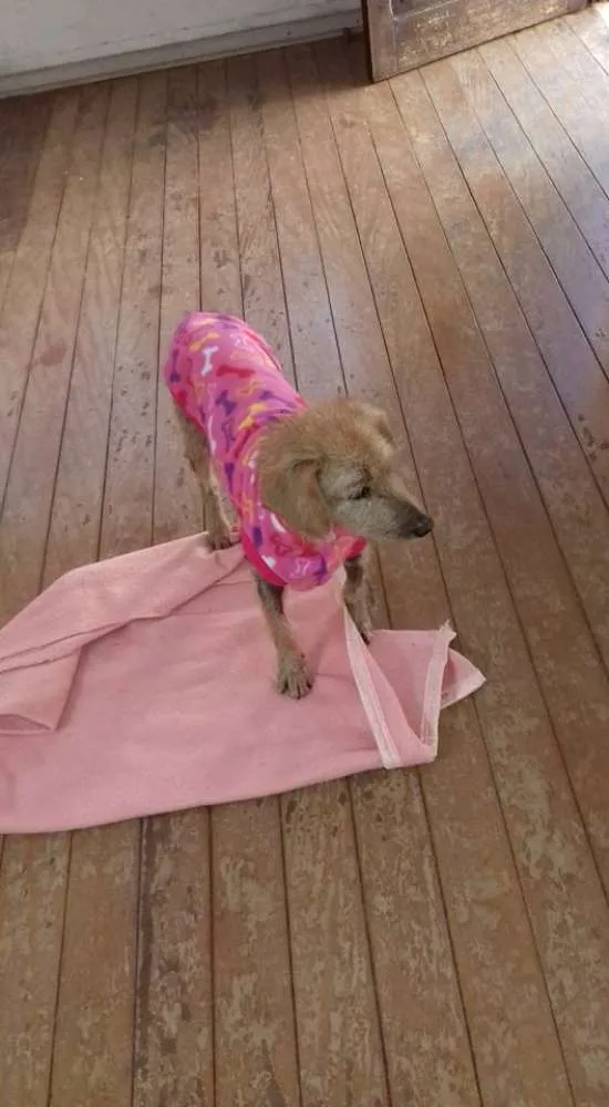 Cachorro ra a SRD idade 6 ou mais anos nome Happy
