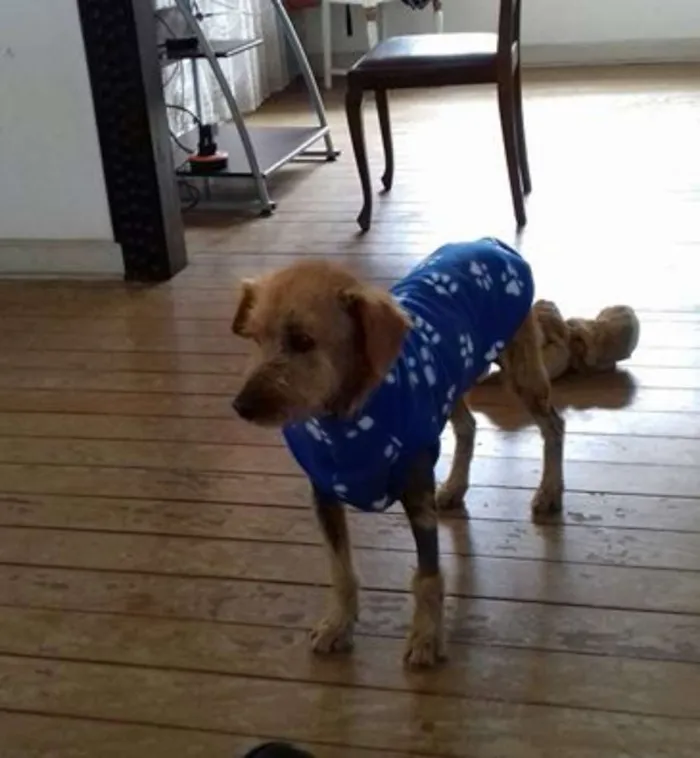 Cachorro ra a SRD idade 6 ou mais anos nome Happy