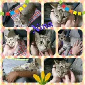 Gato raça SRD idade  nome Nina e Filhas