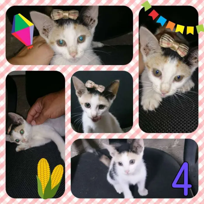 Gato ra a SRD idade  nome Nina e Filhas
