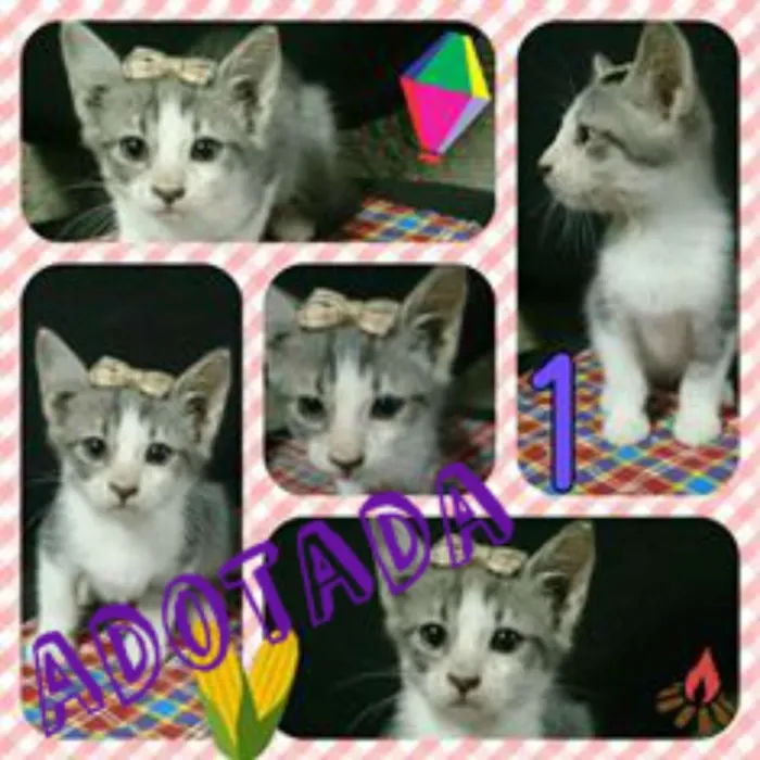 Gato ra a SRD idade  nome Nina e Filhas