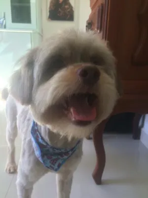 Cachorro raça Lhasa Apso idade 2 anos nome Chico