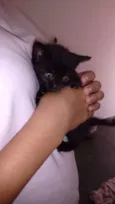 Gato raça Mestiço idade Abaixo de 2 meses nome Mika