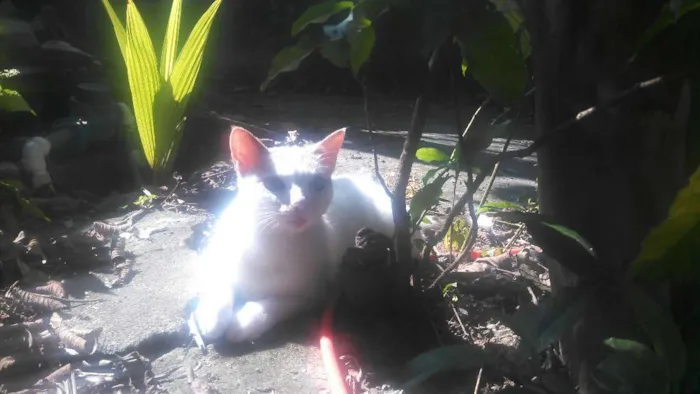 Gato ra a indefinido  idade 2 anos nome Pantera Negra e Mari