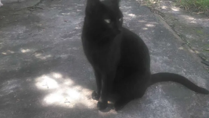 Gato ra a indefinido  idade 2 anos nome Pantera Negra e Mari