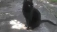 Pantera Negra e Mari