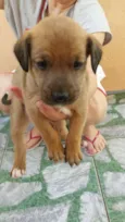 rex