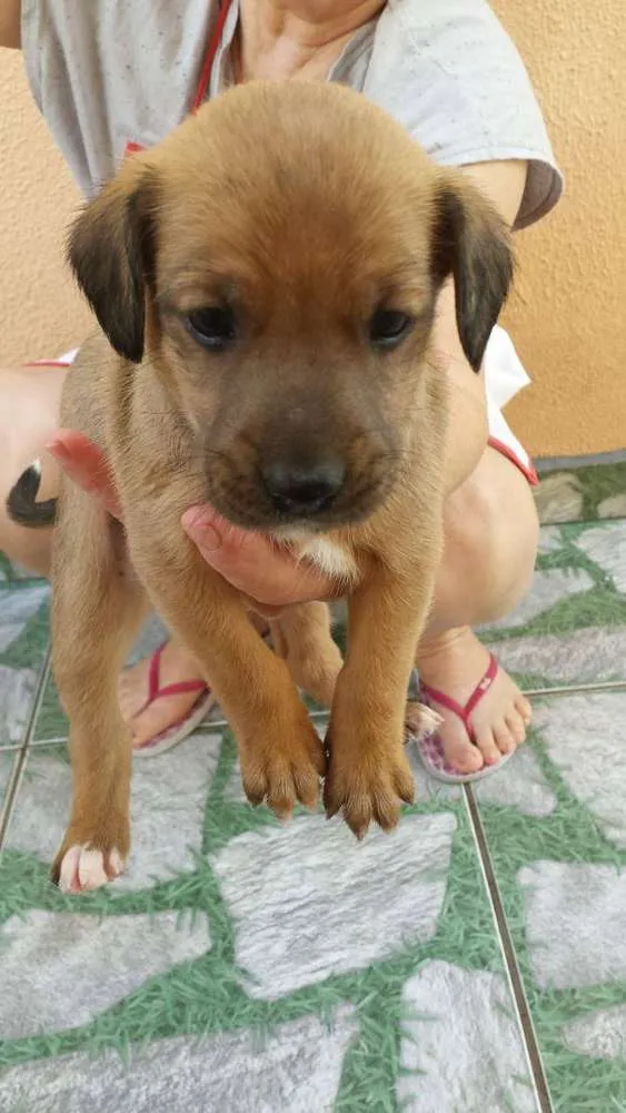 Cachorro ra a nao tem idade Abaixo de 2 meses nome rex