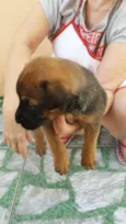 rex