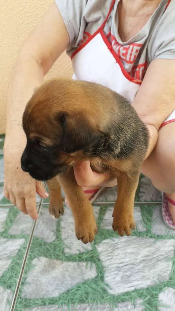 Cachorro ra a nao tem idade Abaixo de 2 meses nome rex