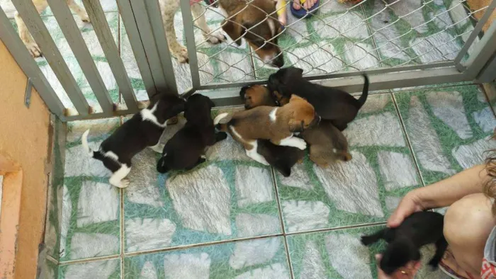 Cachorro ra a nao tem idade Abaixo de 2 meses nome rex