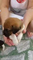 rex