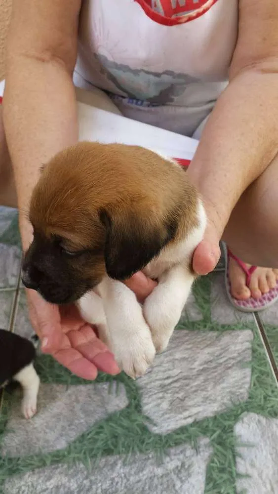 Cachorro ra a nao tem idade Abaixo de 2 meses nome rex