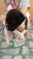 rex