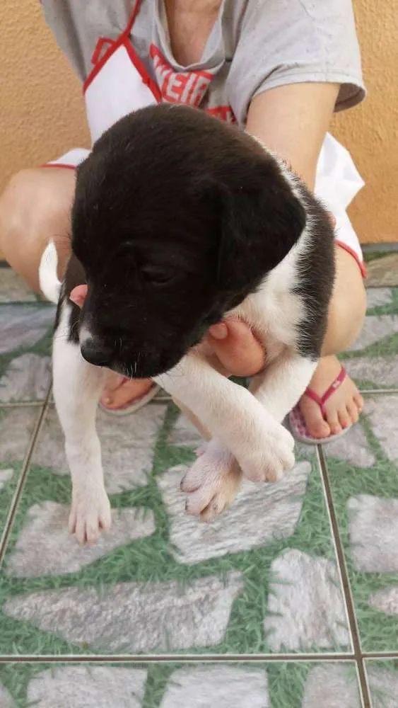 Cachorro ra a nao tem idade Abaixo de 2 meses nome rex