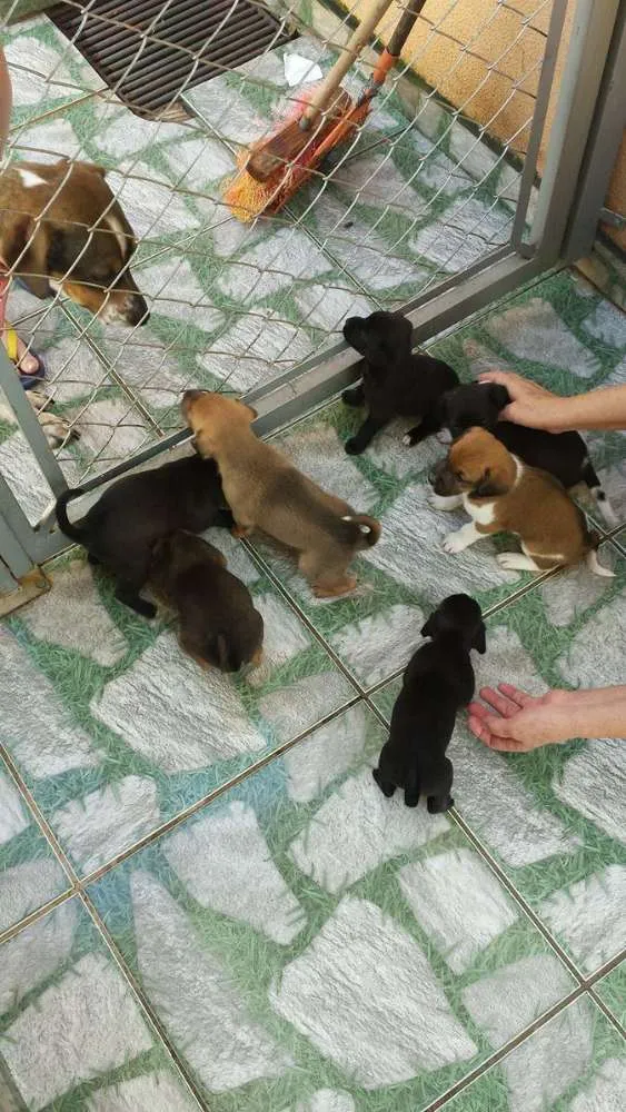 Cachorro ra a nao tem idade Abaixo de 2 meses nome rex