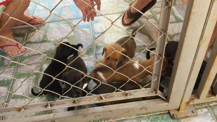 Cachorro ra a nao tem idade Abaixo de 2 meses nome rex