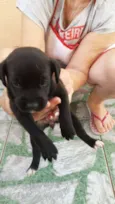 rex