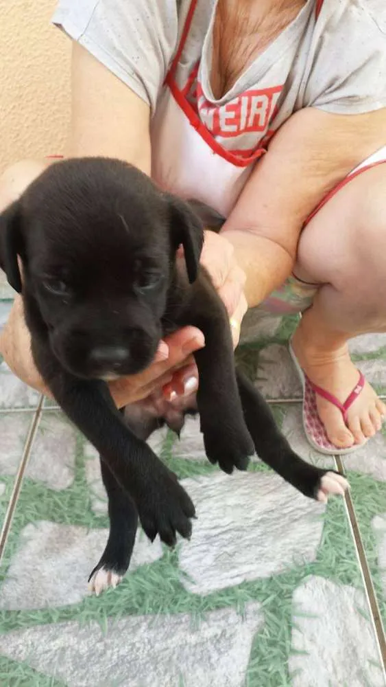 Cachorro ra a nao tem idade Abaixo de 2 meses nome rex