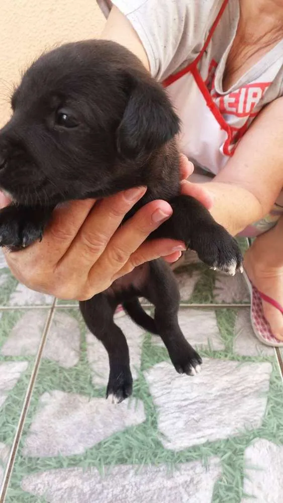 Cachorro ra a nao tem idade Abaixo de 2 meses nome rex