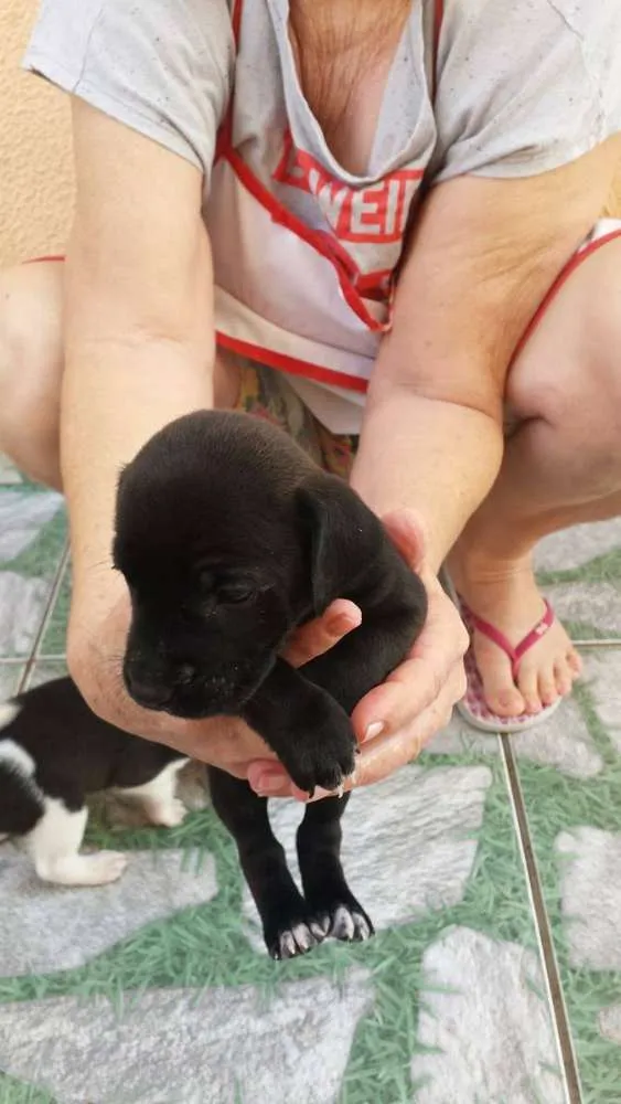 Cachorro ra a nao tem idade Abaixo de 2 meses nome rex