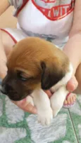 rex