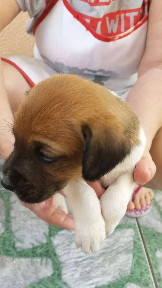 Cachorro ra a nao tem idade Abaixo de 2 meses nome rex