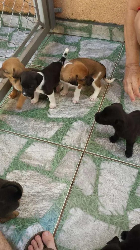 Cachorro ra a nao tem idade Abaixo de 2 meses nome rex