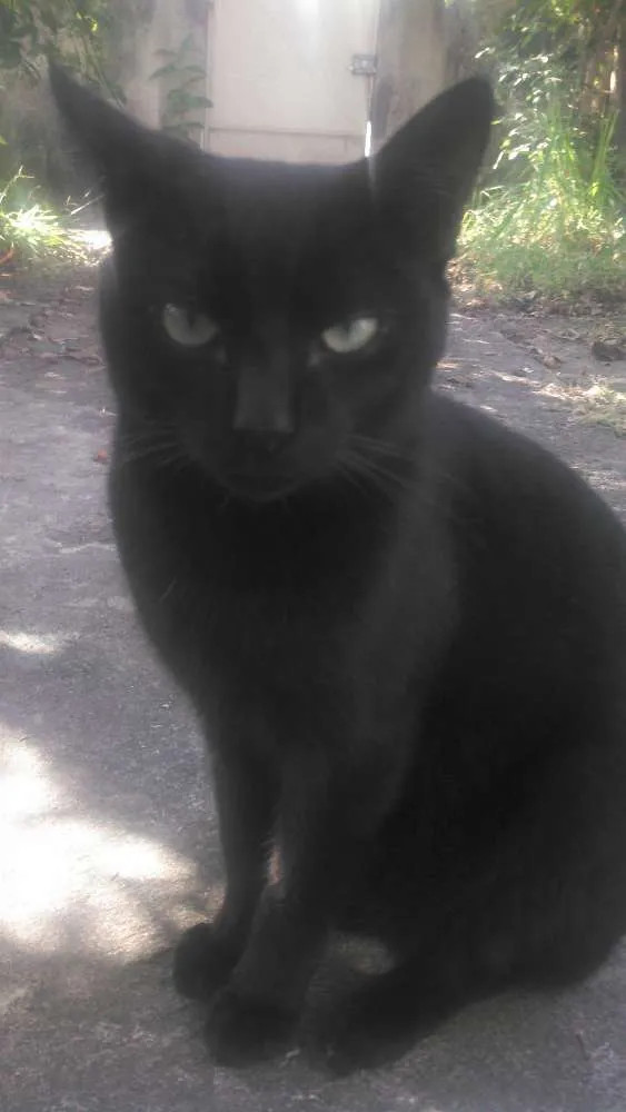 Gato ra a indefinido  idade 2 anos nome Pantera Negra e Mari
