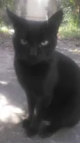 Pantera Negra e Mari