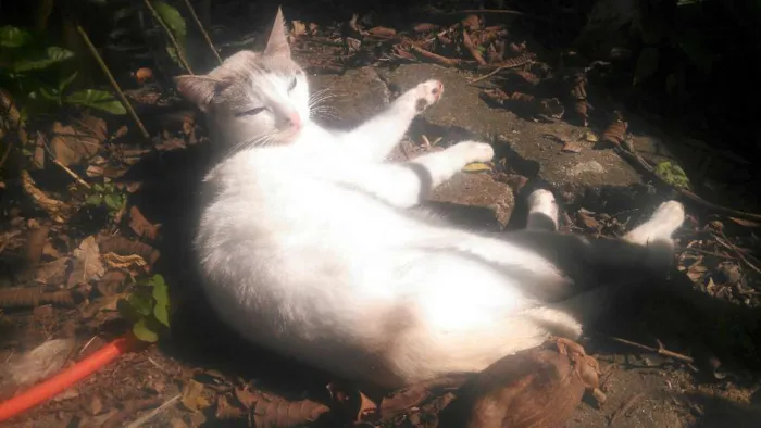 Gato ra a indefinido  idade 2 anos nome Pantera Negra e Mari