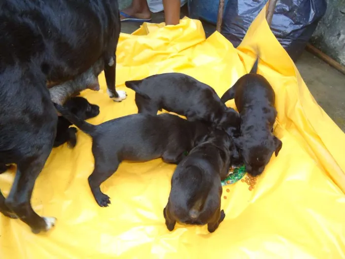 Cachorro ra a SRD idade Abaixo de 2 meses nome ?