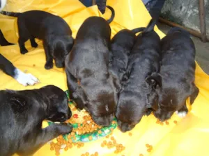 Cachorro raça SRD idade Abaixo de 2 meses nome ?