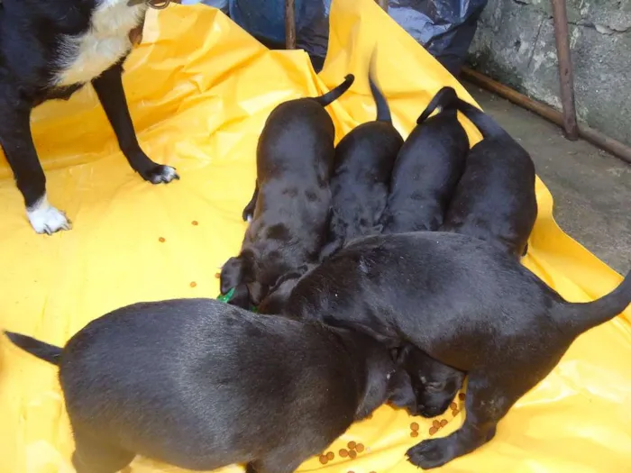 Cachorro ra a SRD idade Abaixo de 2 meses nome ?