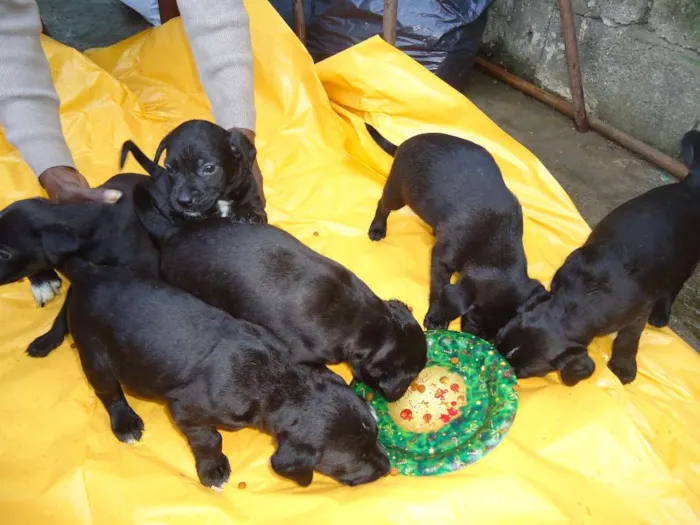 Cachorro ra a SRD idade Abaixo de 2 meses nome ?