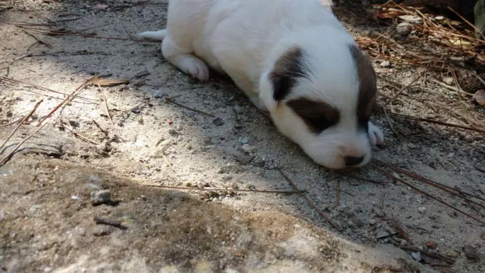 Cachorro ra a SRD idade Abaixo de 2 meses nome Sasha