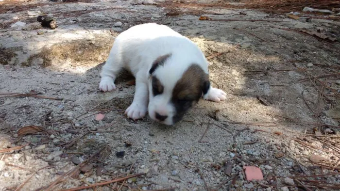 Cachorro ra a SRD idade Abaixo de 2 meses nome Sasha